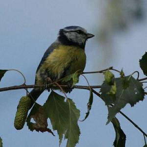 Blue Tit