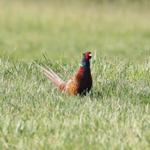 Common Pheasant