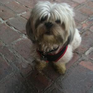 Shih Tzu