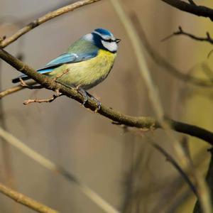 Blue Tit