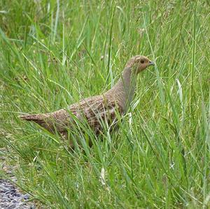 Grey Partridge