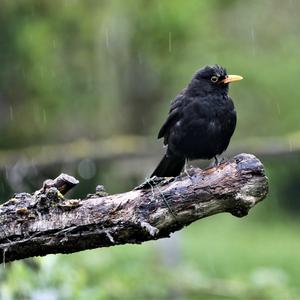 Eurasian Blackbird