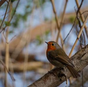 European Robin