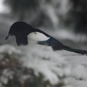 Black-billed Magpie