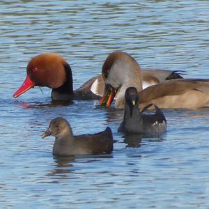 Red-crested Pochard