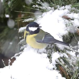 Great Tit