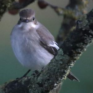 European Pied Flycatcher