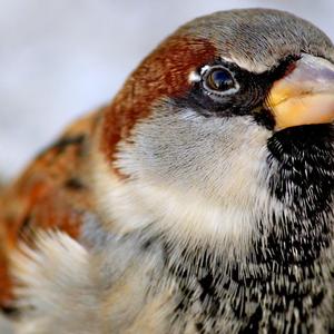 House Sparrow