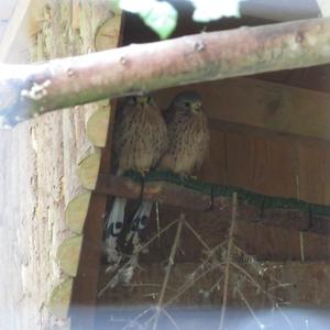 Common Kestrel