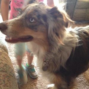 Australian Shepherd