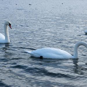 Mute Swan