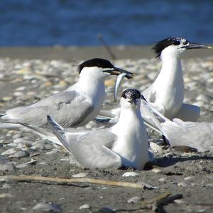 Sandwich Tern