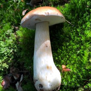 King Bolete