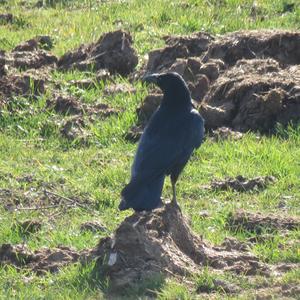 Carrion Crow