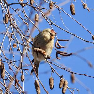 Common Redpoll