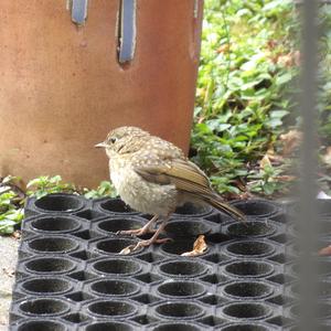 Eurasian Blackbird