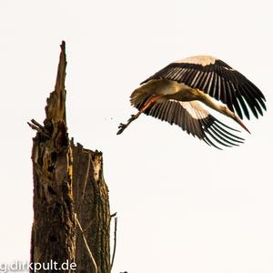 White Stork