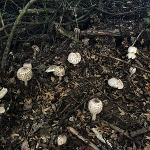 Shaggy Parasol