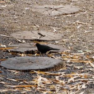 Eurasian Blackbird