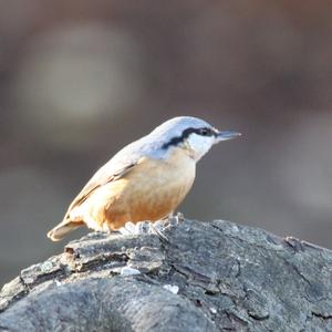 Wood Nuthatch