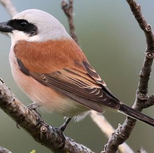 Red-backed Shrike