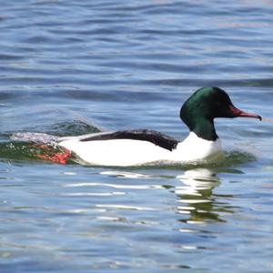 Common Merganser