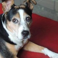 Unknown Breed
