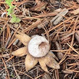 Collared Earthstar