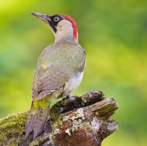 Eurasian Green Woodpecker