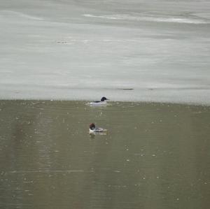 Common Merganser