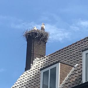 White Stork