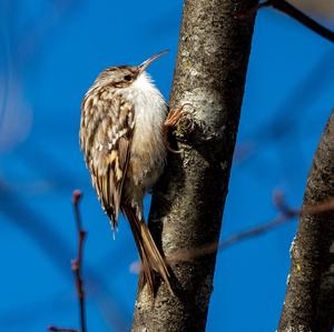 Short-toed Treecreeper