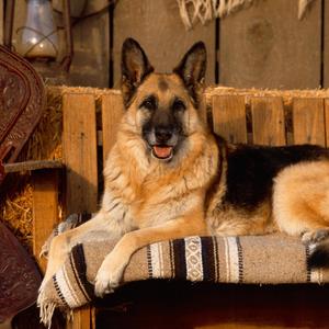 German Shepherd