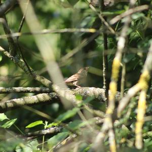 House Sparrow