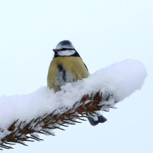 Blue Tit