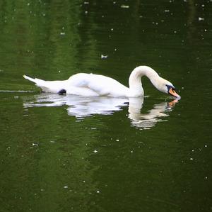 Höckerschwan