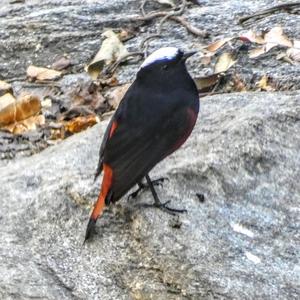 White-capped Water-redstart