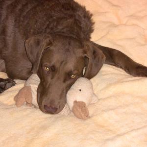 Retriever (Chesapeake Bay)