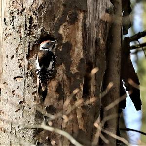 Middle Spotted Woodpecker