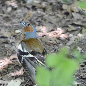 Eurasian Chaffinch