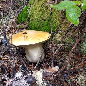 King Bolete