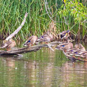 Mallard