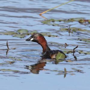 Little Grebe