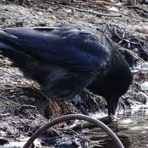 Carrion Crow