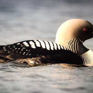 Arctic Loon