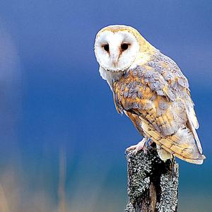 Barn Owl