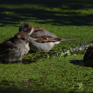 House Sparrow