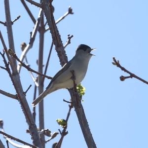 Blackcap