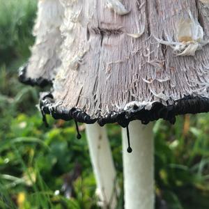 Shaggy Mane