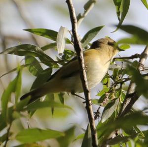 Common Chiffchaff